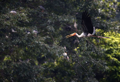 Close-up of bird flying in forest