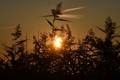 Sunlight streaming through silhouette trees against sky during sunset