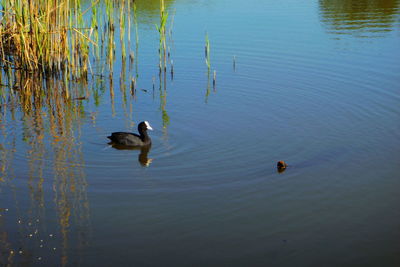 Ducks swimming in lake