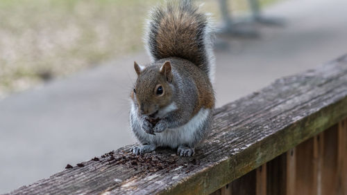 Close-up of squirrel on wood
