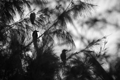 Low angle view of silhouette trees against sky