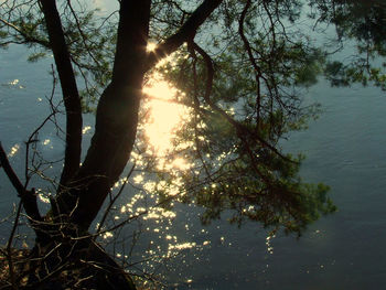 Reflection of trees in water