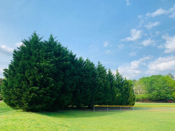 Trees on field against sky