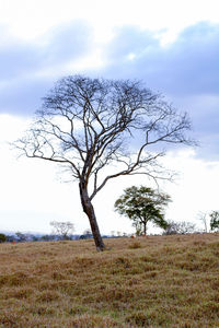 Bare trees on grassy field