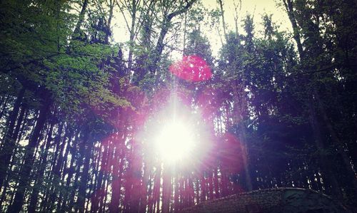 Low angle view of trees in forest against sky