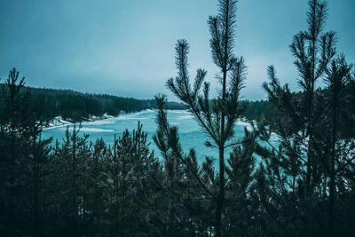 Pine trees in forest against sky during winter