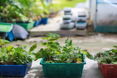 Close-up of potted plant