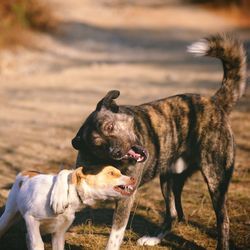 High angle view of dogs fighting on field