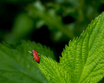 Close-up of ladybug on leaf