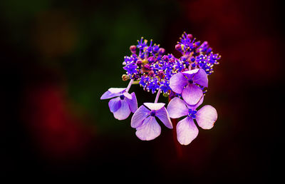 Close-up of purple flowering plant