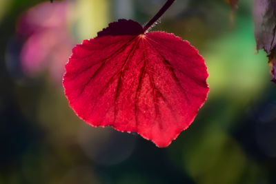 red