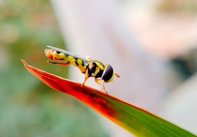 Close-up of insect on leaf