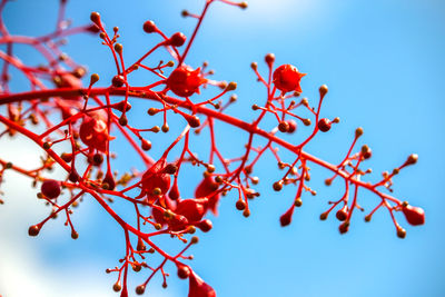 Low angle view of red berries on tree against sky