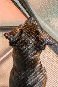 Close-up portrait of a dog