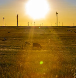 Colorado wind farm located on wheat field with cattle