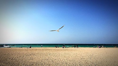 Birds flying over beach against clear sky