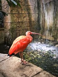 Close-up of bird perching on water