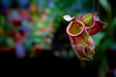 Close-up of flower against blurred background