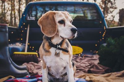 Beagle looking away while sitting in pick-up truck