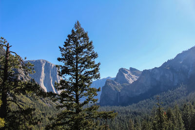 Low angle view of trees and mountains against clear blue sky