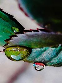 Close-up of wet flower