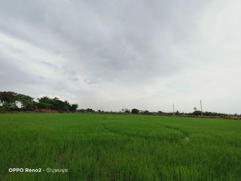 Scenic view of agricultural field against sky