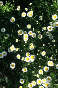 Close-up of daisies blooming outdoors