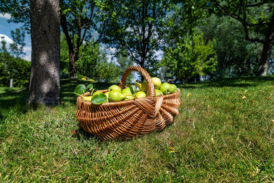 View of apples in basket on field