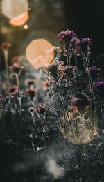 Close-up of plants against blurred background