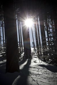 Sunlight streaming through trees during winter