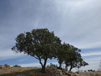 Low angle view of trees on field against sky