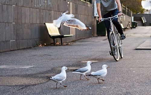 Low section of man riding bicycle while seagulls on street