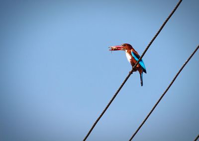 White throated kingfisher with a kill