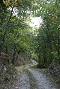 Dirt road amidst trees against sky