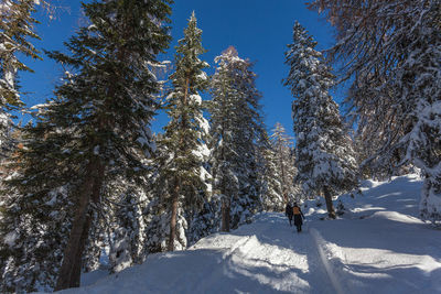 Path in a forest covered of snow with two women, mount pelmo, dolomites, italy