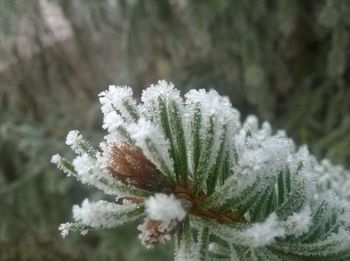 Close-up of snow on plant