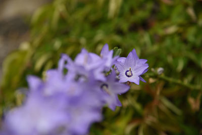Close-up of purple flowering plant