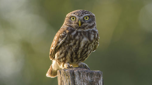 Portrait of burrowing owl on wooden post