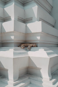 View of cat resting in buddhist temple