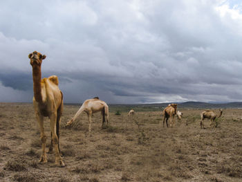 Horses in a field