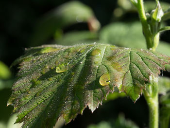 Close-up of water drops on plant