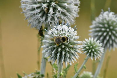 Close-up of bee on flower