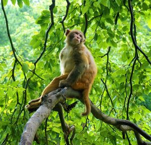 Low angle view of monkey sitting on tree in forest