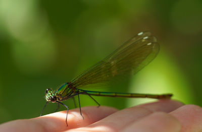 Close-up of insect on hand