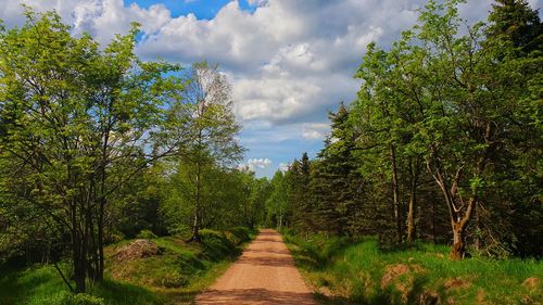 Footpath amidst trees in forest against sky