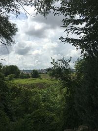 Trees on field against sky