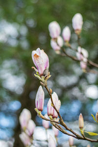 Close-up of pink cherry blossom