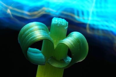 Close-up of green plant in sea