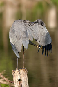 Close-up of bird perching on wooden post by lake