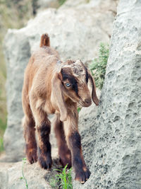 Kid goats on rock